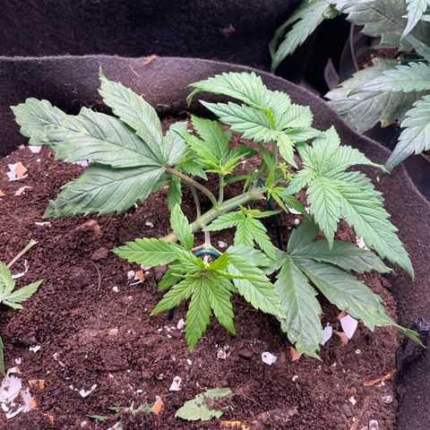 Tropicana poison  growlog timeline photo