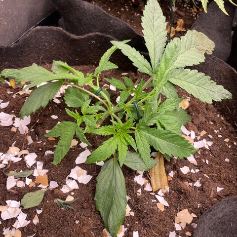 Tropicana poison growlog timeline photo