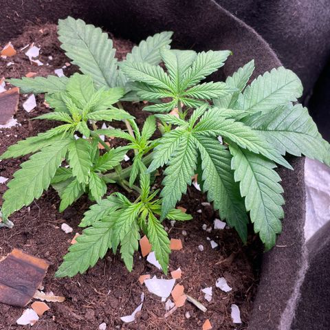 Tropicana poison growlog timeline photo