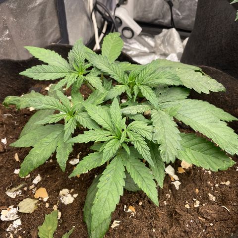 Tropicana poison growlog timeline photo