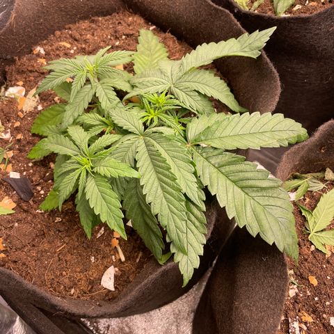 Tropicana poison growlog timeline photo