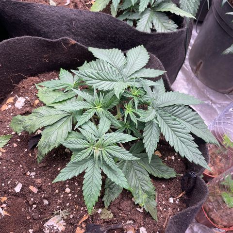 Tropicana poison growlog timeline photo