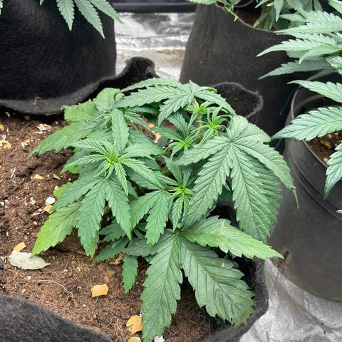 Tropicana poison  growlog timeline photo