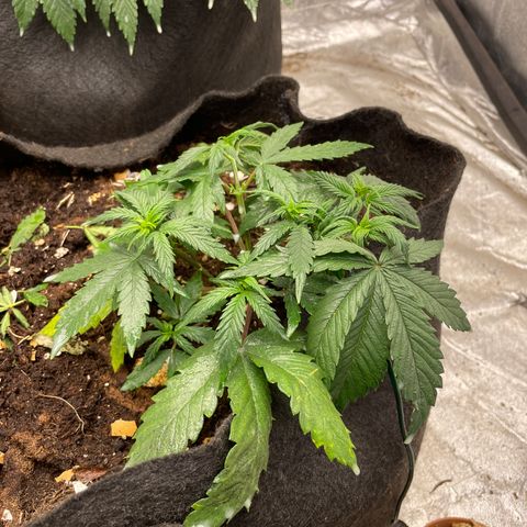 Tropicana poison  growlog timeline photo