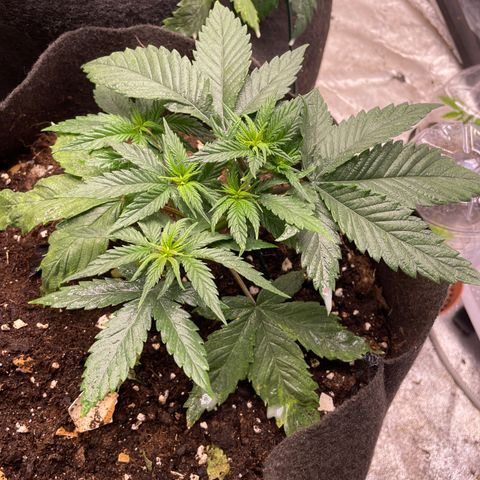 Tropicana poison growlog timeline photo