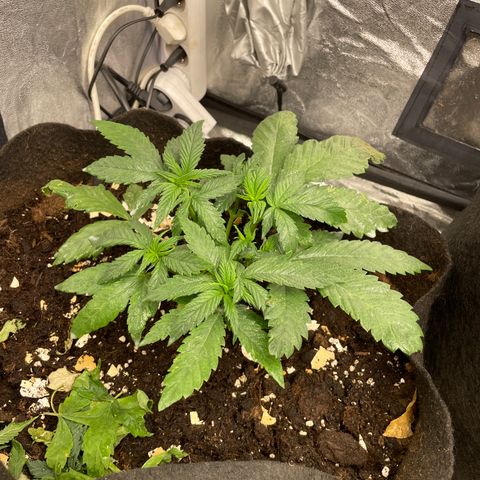 Tropicana poison growlog timeline photo