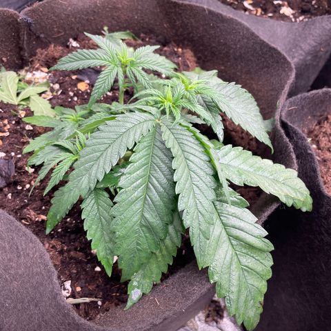 Tropicana poison growlog timeline photo