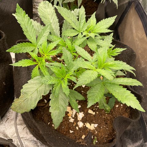 Tropicana poison growlog timeline photo