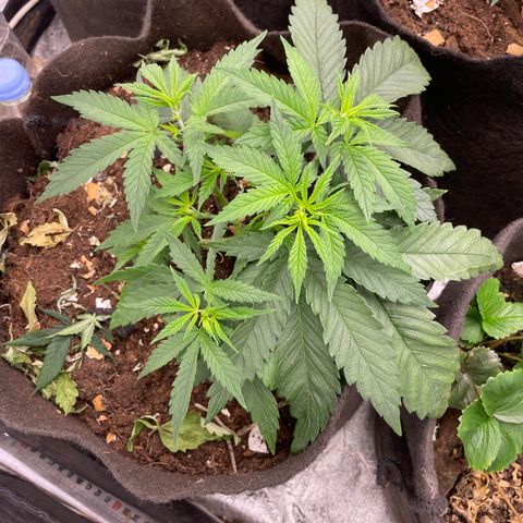 Tropicana poison growlog timeline photo
