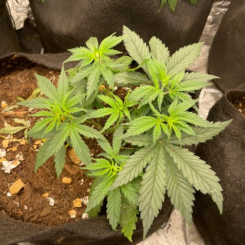 Tropicana poison growlog timeline photo