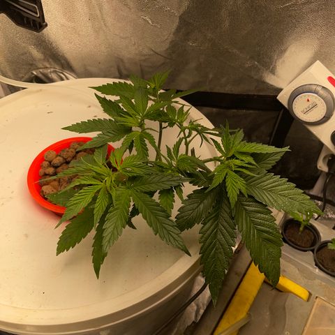 Tropicana poison  growlog timeline photo