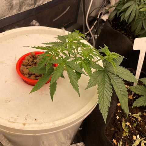 Tropicana poison  growlog timeline photo