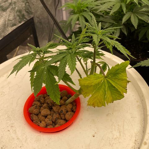 Tropicana poison  growlog timeline photo