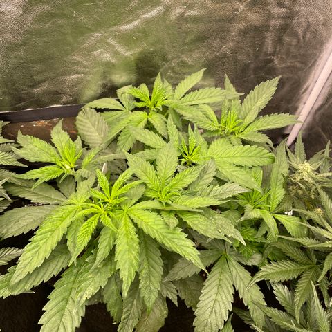 Tropicana poison growlog timeline photo