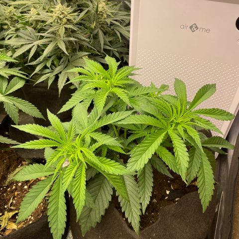 Tropicana poison growlog timeline photo