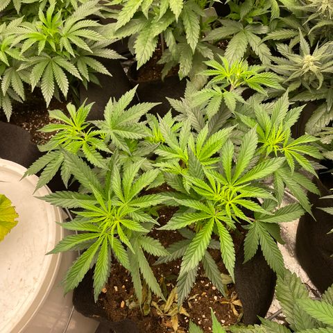 Tropicana poison growlog timeline photo
