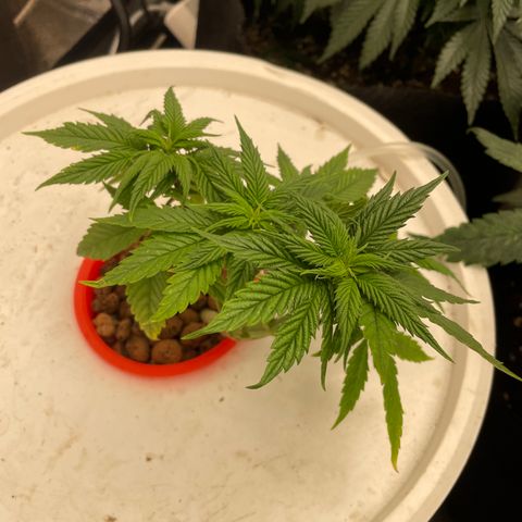 Tropicana poison  growlog timeline photo