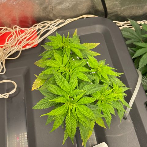 Tropicana poison  growlog timeline photo