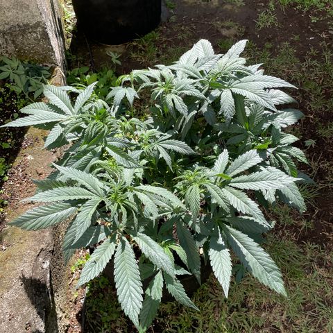 Tropicana poison growlog timeline photo