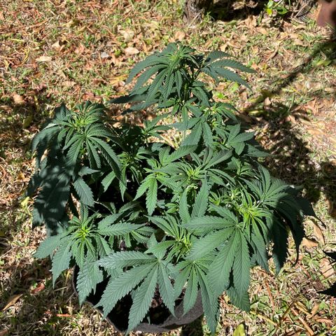 Tropicana poison growlog timeline photo