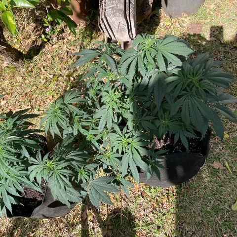 Tropicana poison growlog timeline photo