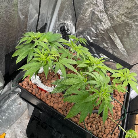 Tropicana poison  growlog timeline photo