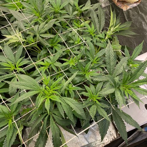 Tropicana poison growlog timeline photo