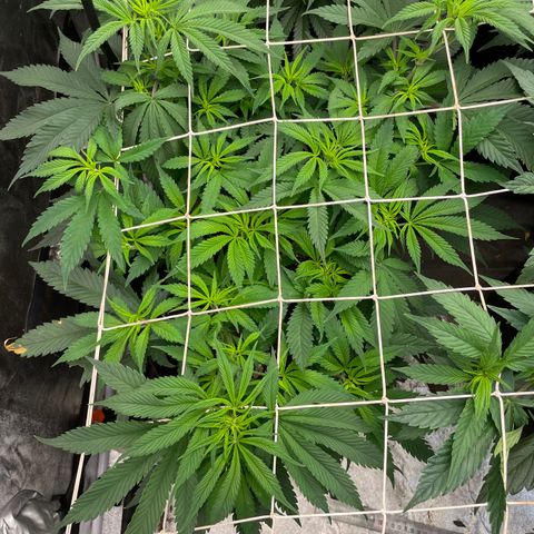 Tropicana poison growlog timeline photo
