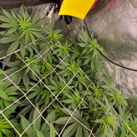 Tropicana poison growlog timeline photo