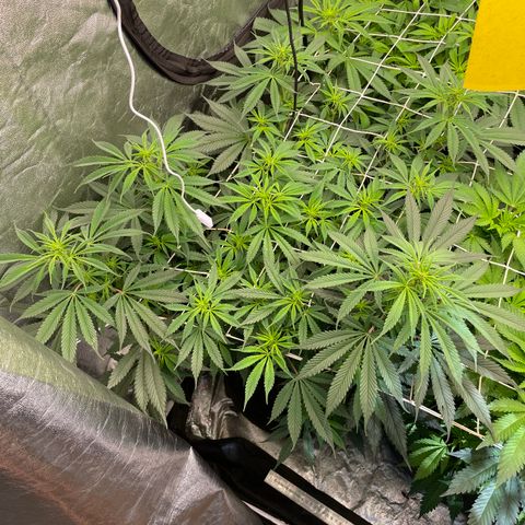 Tropicana poison growlog timeline photo