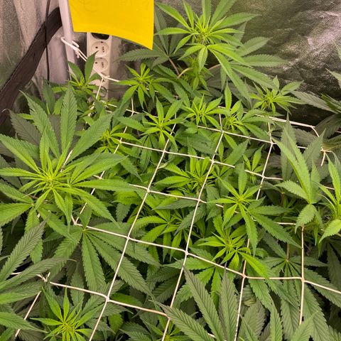 Tropicana poison growlog timeline photo