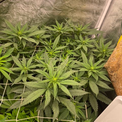 Tropicana poison growlog timeline photo