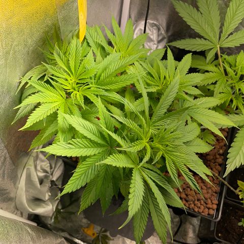 Tropicana poison  growlog timeline photo