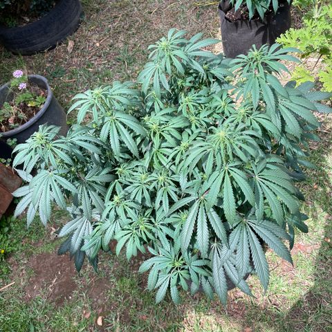 Tropicana poison growlog timeline photo