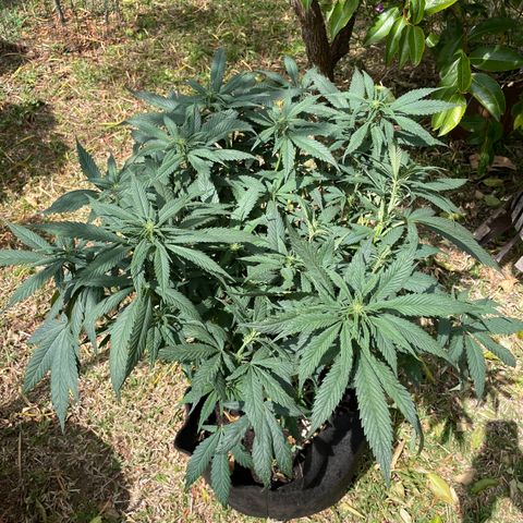 Tropicana poison growlog timeline photo