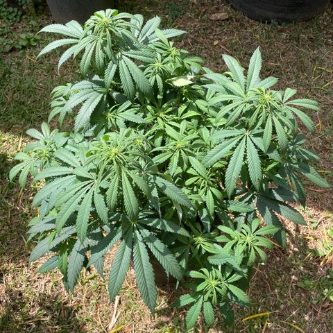 Tropicana poison growlog timeline photo