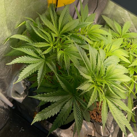 Tropicana poison  growlog timeline photo