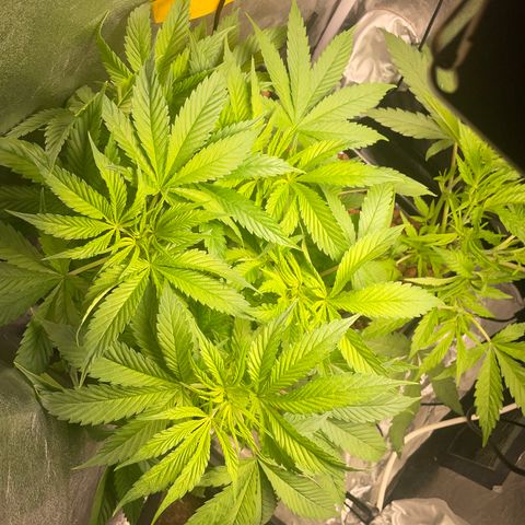 Tropicana poison  growlog timeline photo