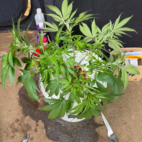 Tropicana poison  growlog timeline photo