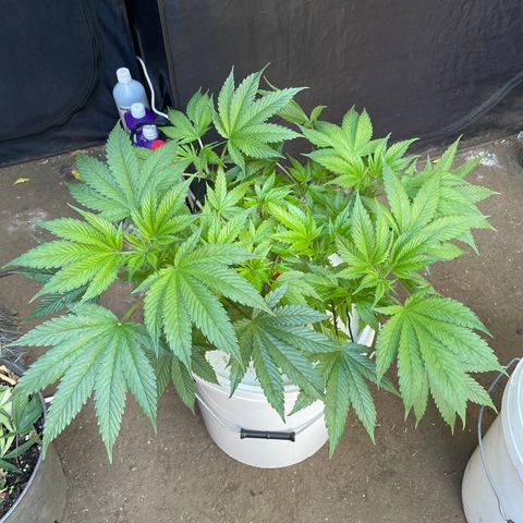 Tropicana poison  growlog timeline photo