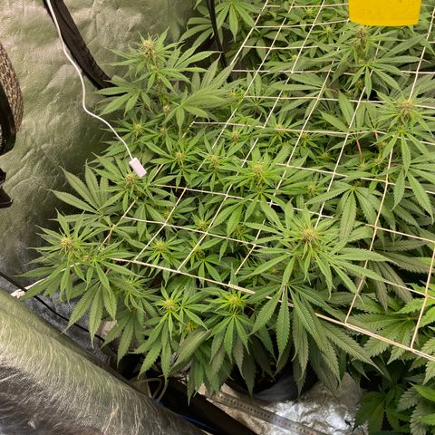 Tropicana poison growlog timeline photo