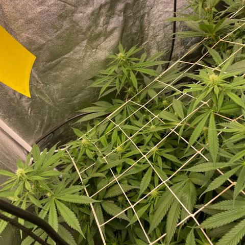 Tropicana poison growlog timeline photo
