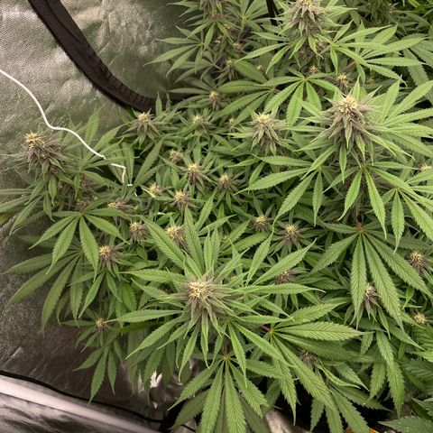 Tropicana poison growlog timeline photo