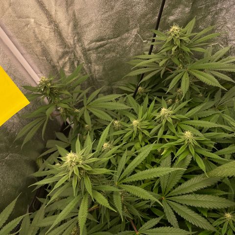 Tropicana poison growlog timeline photo