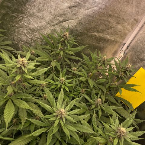 Tropicana poison growlog timeline photo