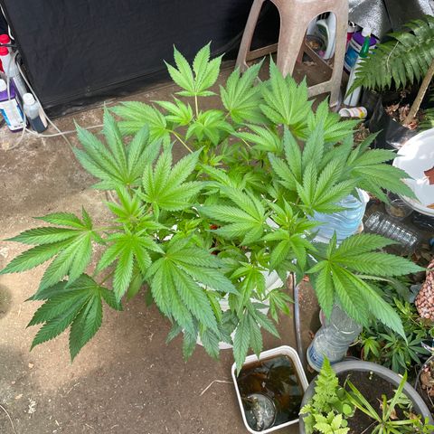 Tropicana poison  growlog timeline photo