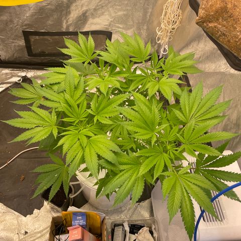 Tropicana poison  growlog timeline photo