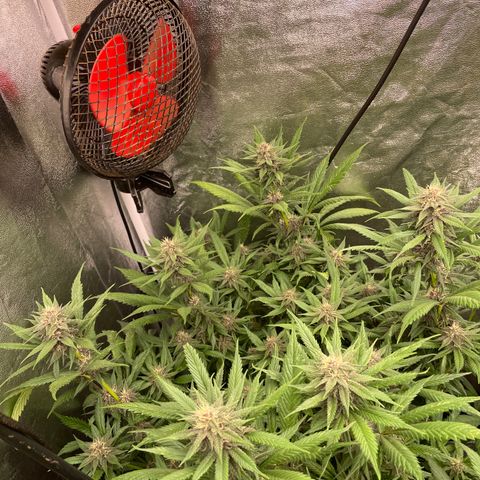 Tropicana poison growlog timeline photo