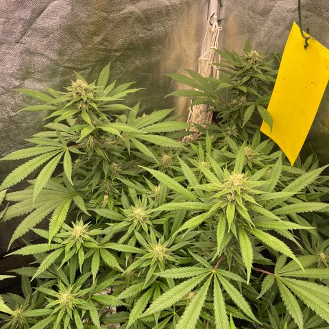 Tropicana poison growlog timeline photo