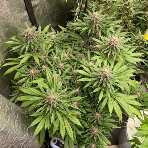 Tropicana poison growlog timeline photo